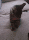 喵星人 雷人 奇葩 猫咪 萌宠 猫