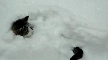 猫咪 雪地 摇尾巴 好玩