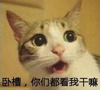 猫咪 喵星人 卧槽你们都看我干嘛 可爱 搞笑