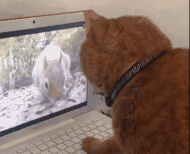 猫咪 电脑 寻找 可爱