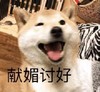萌宠 汪星人 献媚讨好 献殷勤 呆萌 可爱