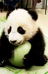 熊猫 萌化了 天然呆 动物 panda