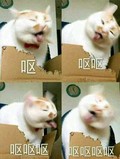 呕呕 猫咪 歪头 伸舌头 晃脑袋