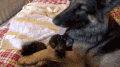 喵星人 萌宠 可爱 猫咪