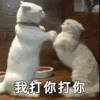 萌宠 猫星人我打你 搞怪 撒娇
