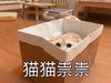 萌宠 喵星人 猫猫祟祟 偷看 呆萌 可爱