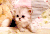 姿势 猫咪 猫 眼神 可爱 萌 gif