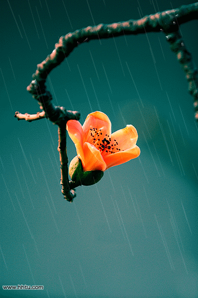 花 下雨 树枝 橘色