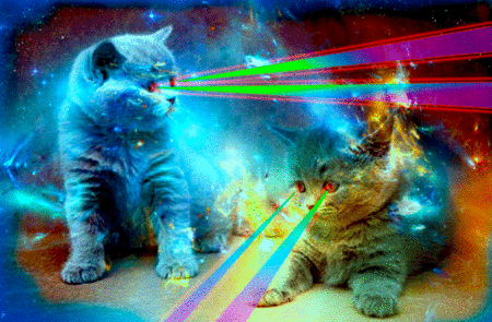 激光  小猫  动物 图片