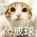 猫 萌宠 喵星人 怂成球