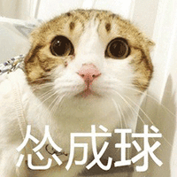 猫 萌宠 喵星人 怂成球