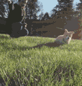小狗 奔跑 草地 阳光