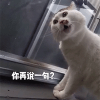 萌宠 猫咪 猫 你在说一句试试 生气