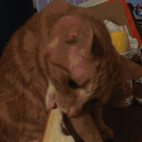 猫咪 面包 美食 萌宠