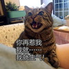 萌宠 喵星人 你再惹我 我就生气 呆萌 可爱