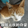 猫 萌宠 喵星人 底层人民的仰望 羡慕 崇拜 soogif soogif出品