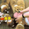 萌宠 围攻 好可爱 柯基宝宝