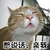 喵星人 猫咪 憋说话 亲我
