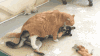 猫咪 躺地上 舔一舔 可爱