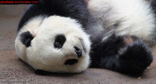 熊猫 躺地上 伸舌头 卖萌
