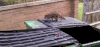 浣熊 raccoon