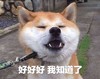 萌宠 汪星人 好好好 我知道了 呆萌 可爱