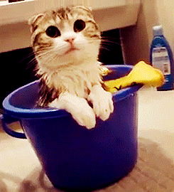 猫咪 洗澡 可爱 毛茸茸