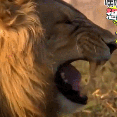 萌宠 可爱 搞笑动物 开心