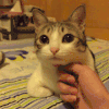 猫咪 可爱 挤眼睛 萌萌哒