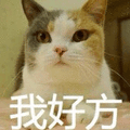 我好方 猫