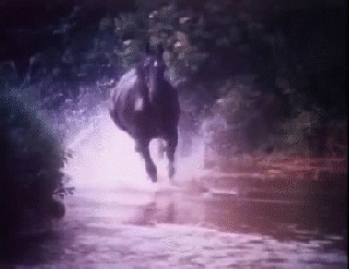 美 马 奔跑  水