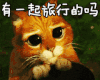 猫咪 呆望 可爱 有一起旅行的吗