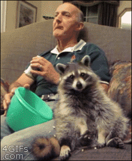浣熊 raccoon 看电影 沙发 爆米花 呆萌 吃货