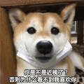 近视 柴犬 狗