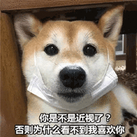 近视 柴犬 狗 搞怪 逗