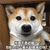 近视 柴犬 狗