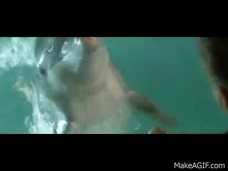 海豚 dolphin 撒娇
