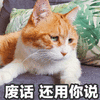 废话 猫 生气 搞怪 逗