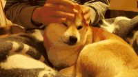 狗狗 萌宠 可爱 汪星人
