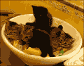 猫咪 张望 同步 呆萌