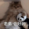 萌宠 喵星人 老弟会好的 安慰 呆萌 可爱