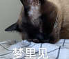 萌宠 猫星人 梦里见 睡了 搞怪 呆萌