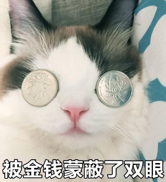 猫咪 可爱 呆萌 斗图 被金钱蒙蔽了双眼