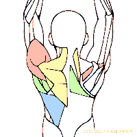 肌肉 插画 卡通 运动