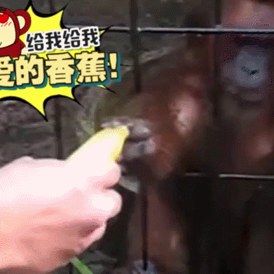 萌宠 猩猩 吃香蕉 伸手够