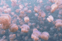 水母 漂亮 海底世界 密集