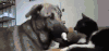 猫 友谊 狗