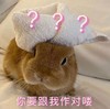 萌宠 兔子 ？？？好奇 呆萌 可爱