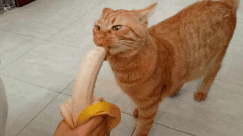 猫咪 香蕉 真香呀 摇尾巴