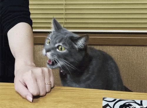 猫咪 吃手 可爱 搞笑